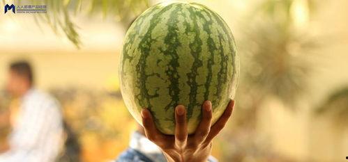 瓜地吃瓜娱乐圈,娱乐圈的甜蜜与苦涩